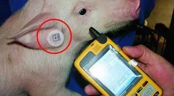 畜牧防偽小衛(wèi)士：二維碼耳標激光打標技術(shù)