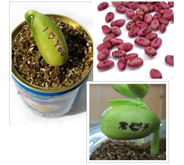 激光打標(biāo)魔豆，讓愿望如花兒般綻放